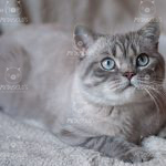 British Shorthair colourpoint