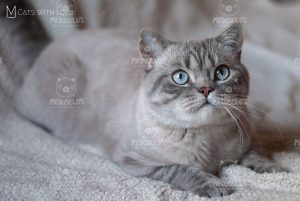 British Shorthair colourpoint