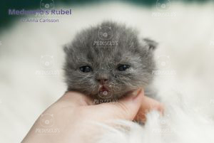 Rubel 2 weeks