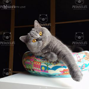 British shorthair blue female