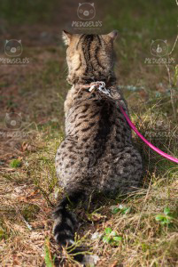 Qtcat Bellatrix black spotted british shorthair