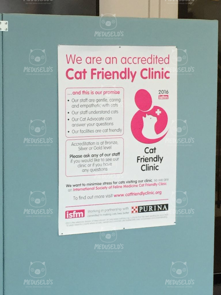 kattvänlig djurklinik