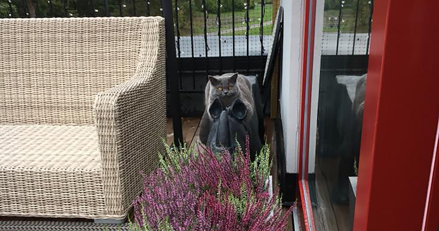 Så här ska du hålla katt inomhus (lägsta krav)