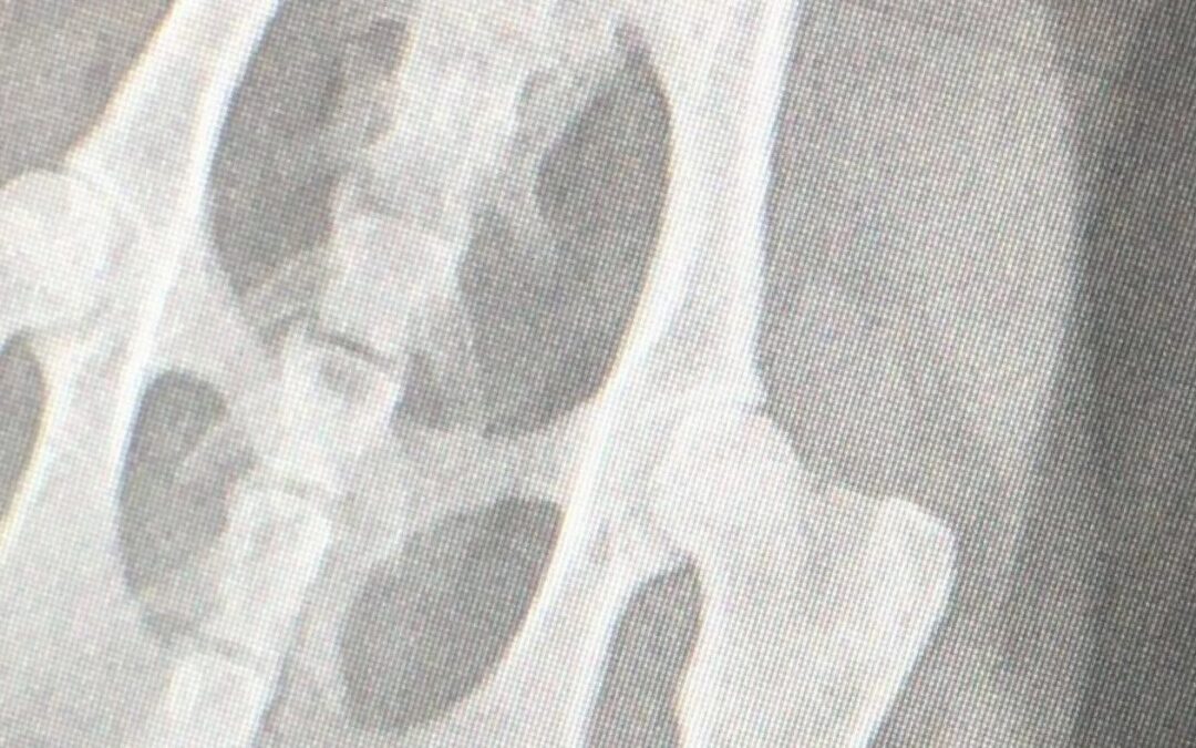 Hur röntgen för HD (höftledsdysplasi) går till på katt
