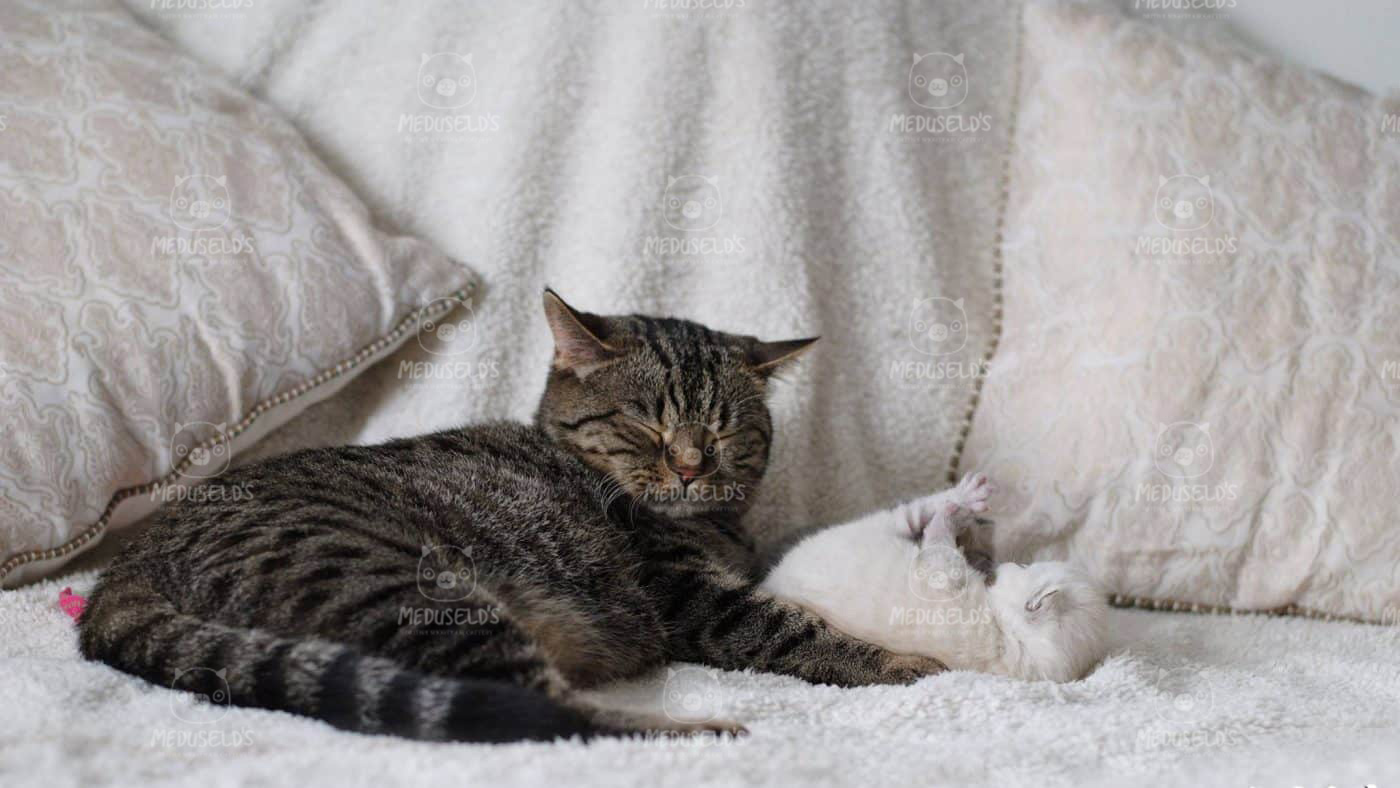 Tips: Förberedelser inför kattförlossning
