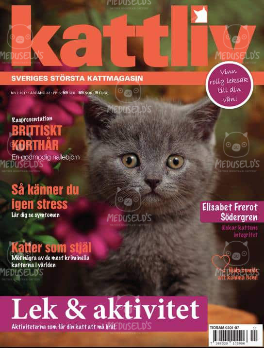 Vår uppfödning är med i tidningen Kattliv!