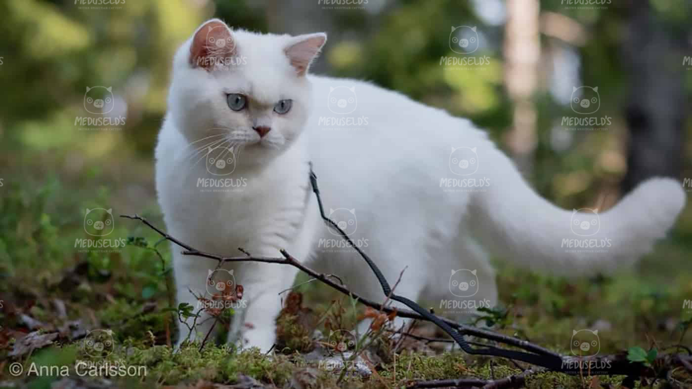 Hur ska du sköta din katt?