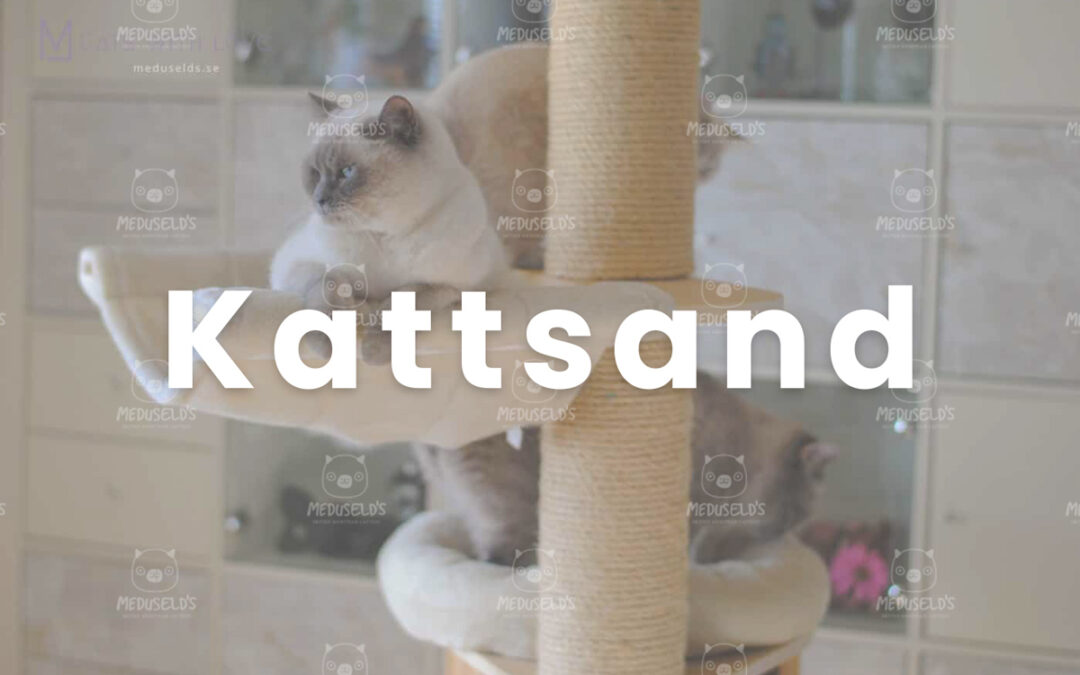 Kattsand – vilken sort ska man välja?