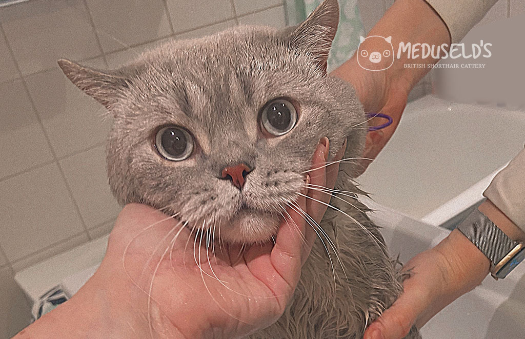 Att bada din Brittiskt korthårs-katt