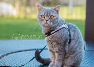 GIC SE*Meduseld’s Yen