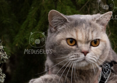 SE*Meduseld’s The Lovely Briar Rose