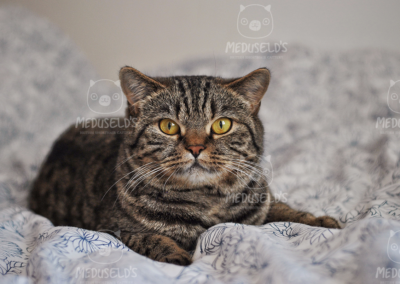 Qtcat Bellatrix