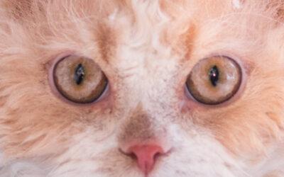 Slutet för Selkirk Rex