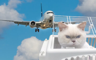 Flyga med katt – att tänka på när du bokar biljett och när du är på flygplatsen