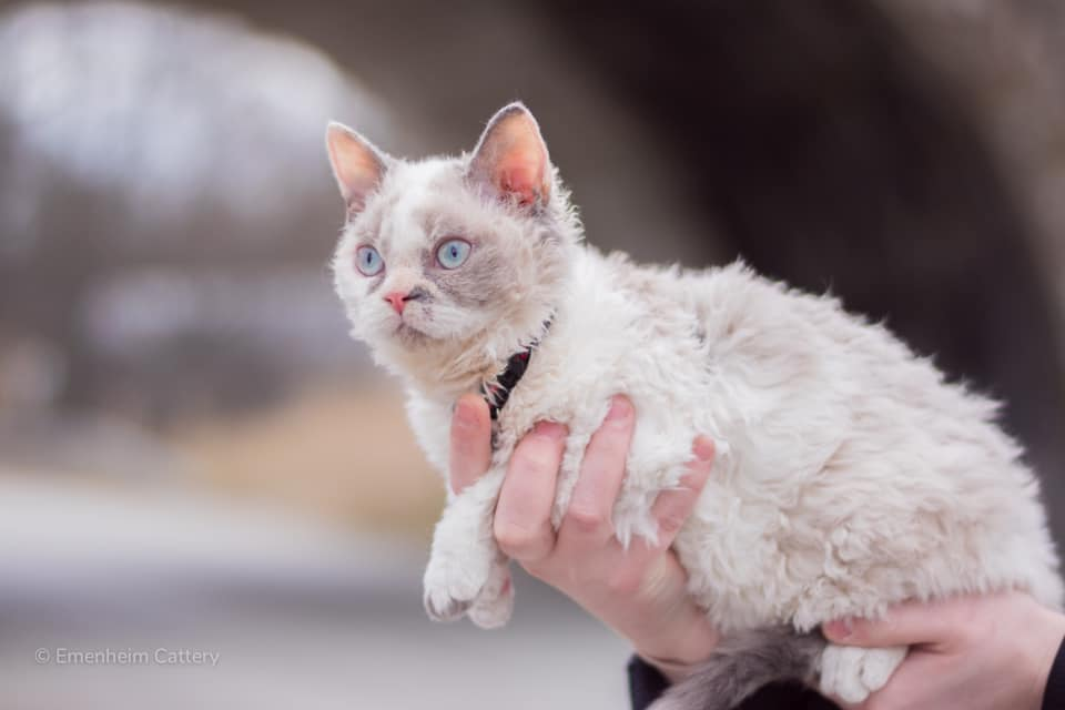 Selkirk Rex – vanliga frågor