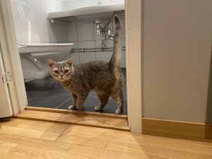 Katt på hotellrum