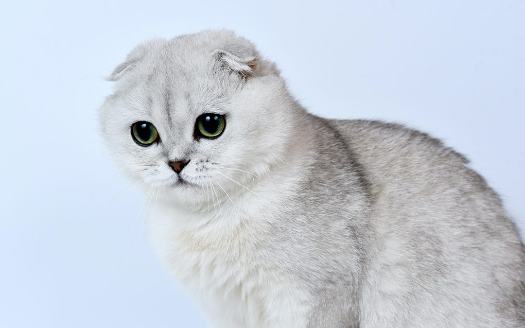 Det här är Scottish Fold-katter och varför du inte ska köpa en