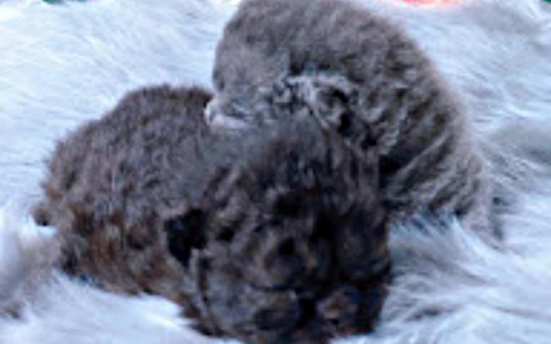 Vår L-kull har fötts – de första Selkirk Rex-kattungarna i SE*Meduseld’s namn