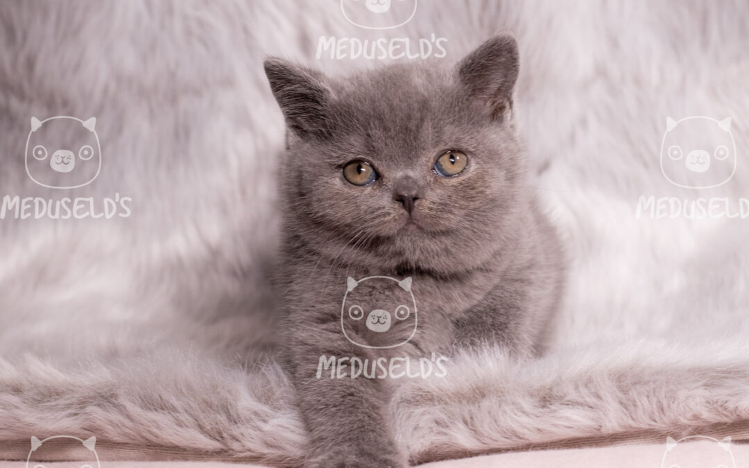 Luna P Magic