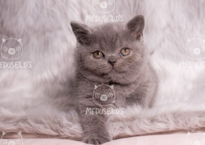 Luna P Magic