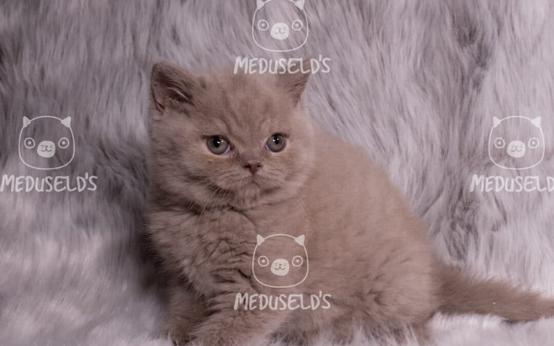 Mercury Aqua Mist