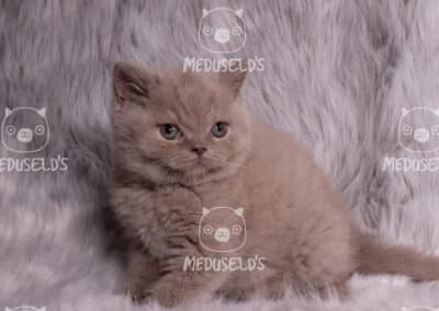 Mercury Aqua Mist