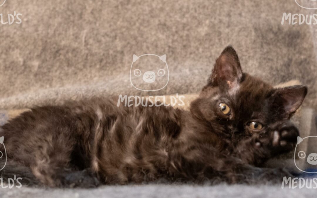 Miss Felinety Lemon