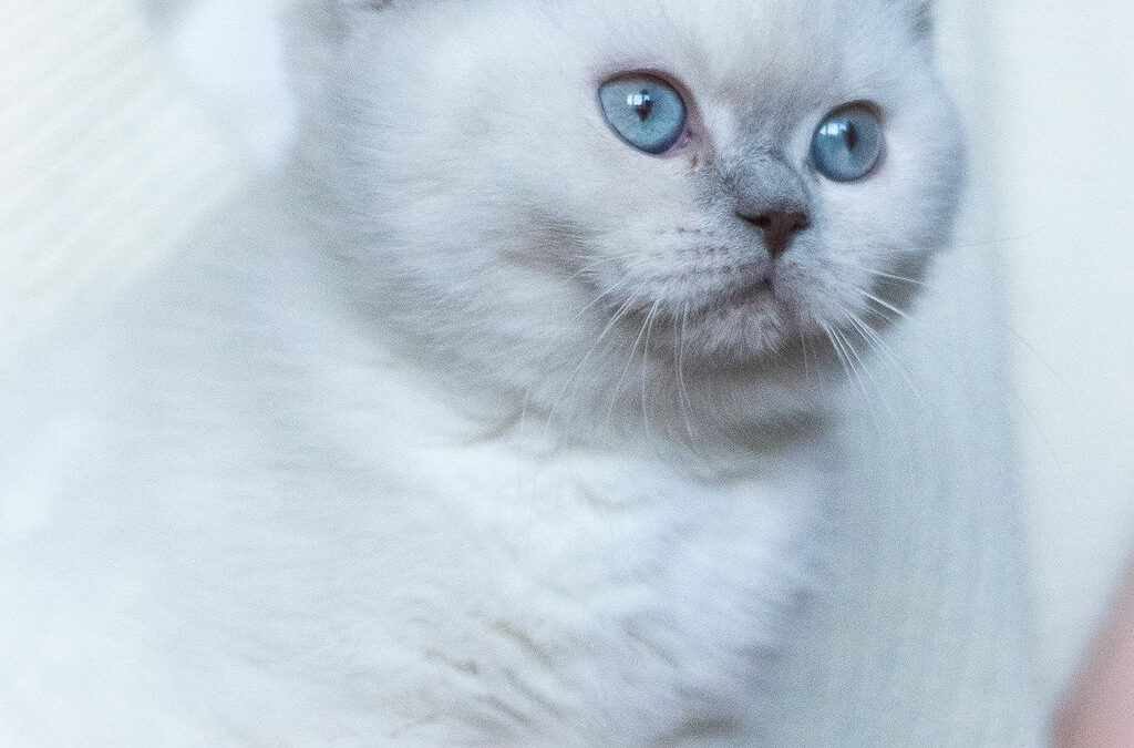 SE*Meduseld’s Petit-chou de LWCT