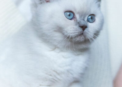 SE*Meduseld’s Petit-chou de LWCT