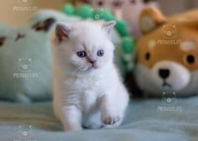 Petit-chou de LWCT