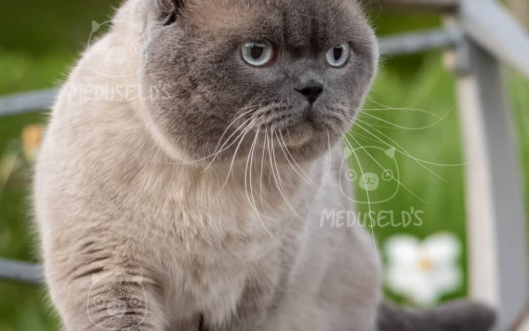 SE*Meduseld’s The Splendid Sterling