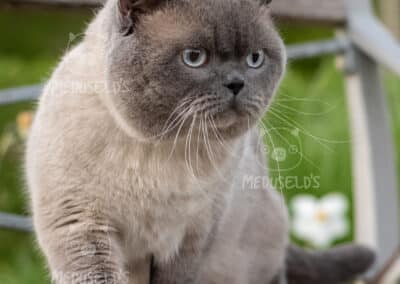 SE*Meduseld’s The Splendid Sterling