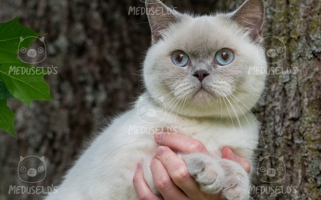 JCH SE*Meduseld’s Petit-chou de LWCT