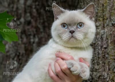 JCH SE*Meduseld’s Petit-chou de LWCT