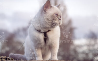 Det verkar som vi väntar kattungar!
