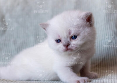 Luma
