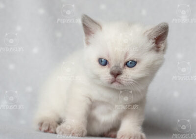 Luma
