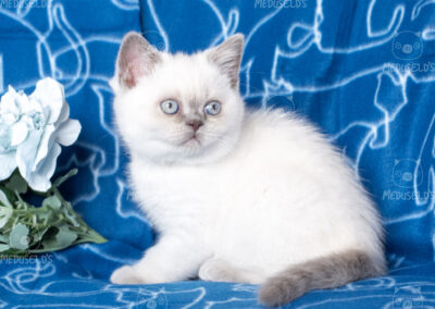 Luma